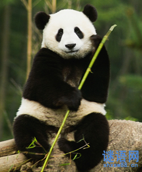 关于熊猫的英语谜语