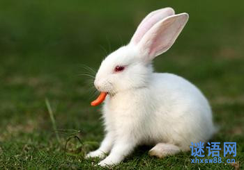 关于兔子的谜语精选_谜底是兔子的谜语